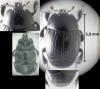 Margarinotus merdarius
